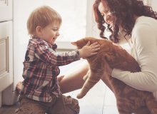 新手养猫的注意事项